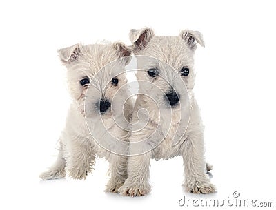 Puppies West Highland White Terrier Stock Photo