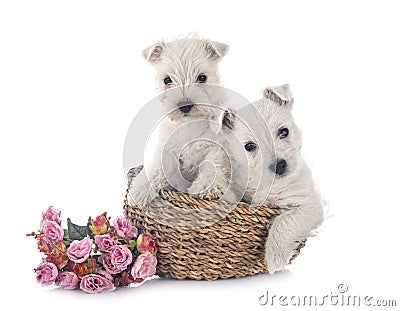 Puppies West Highland White Terrier Stock Photo