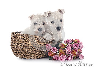 Puppies West Highland White Terrier Stock Photo