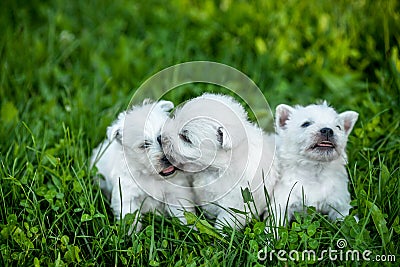 Puppies West Highland White Terrier lies in green grass Stock Photo