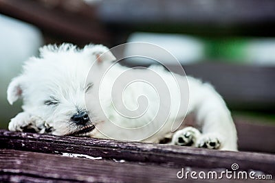 Puppies west highland white terrier westie dog on a wooden bench outdoors in park Stock Photo