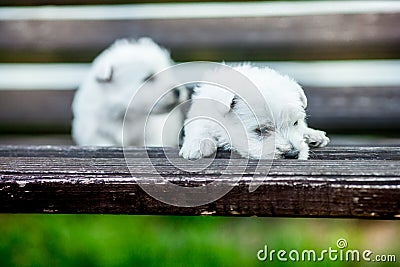 Puppies west highland white terrier westie dog on a wooden bench outdoors in park Stock Photo