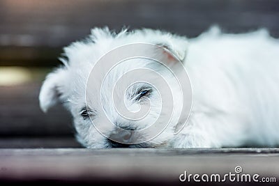 Puppies west highland white terrier westie dog on a wooden bench outdoors in park Stock Photo