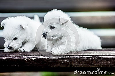 Puppies west highland white terrier westie dog on a wooden bench outdoors in park Stock Photo