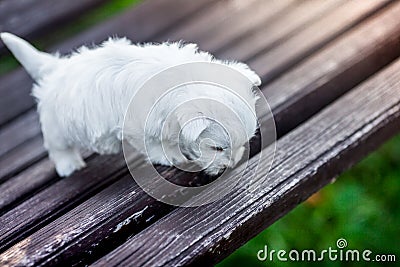 Puppies west highland white terrier westie dog on a wooden bench outdoors in park Stock Photo