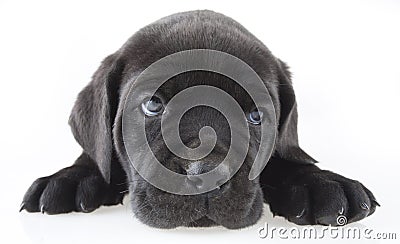 Puppy Stock Photo