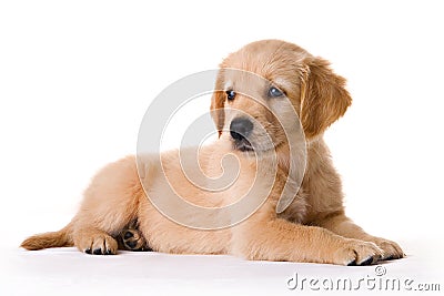 Puppy Stock Photo