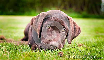 Puppy Stock Photo