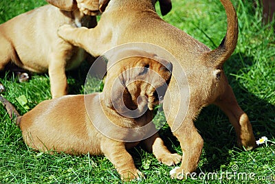 Puppy Stock Photo