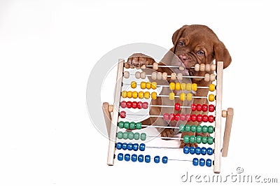 Puppy with Abacus Stock Photo
