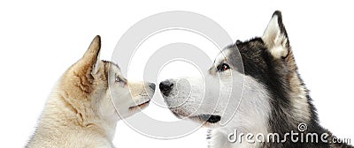 Puppy and adult malamute dogs Stock Photo