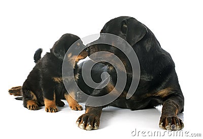 Puppy and adult rottweiler Stock Photo