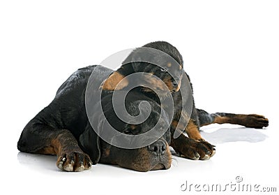 Puppy and adult rottweiler Stock Photo