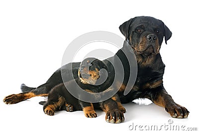 Puppy and adult rottweiler Stock Photo