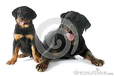 Puppy and adult rottweiler Stock Photo