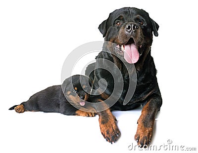 Puppy and adult rottweiler Stock Photo