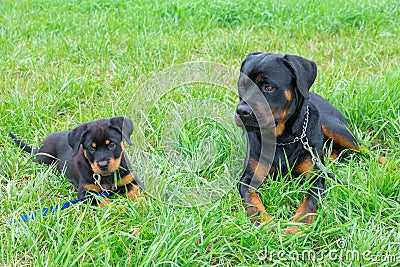 Puppy and adult rottweiler lying together in grass Stock Photo