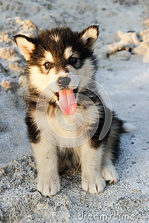 Puppy Alaskan Malamute Stock Photo