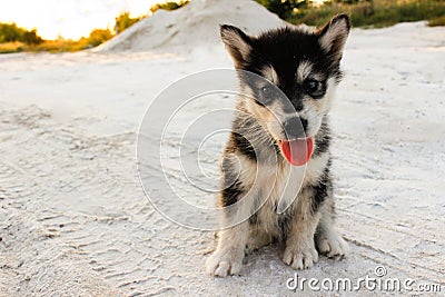Puppy Alaskan Malamute Stock Photo