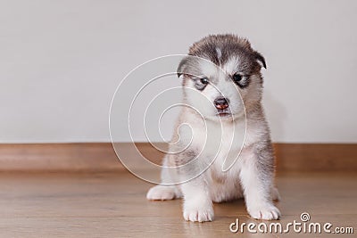 Puppy Alaskan Malamute sitting on the floor Stock Photo