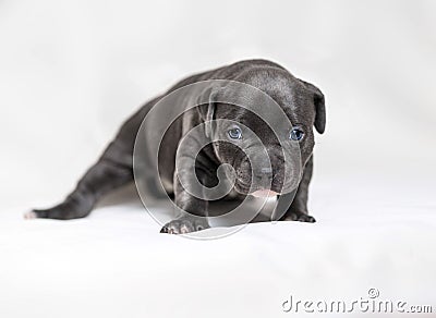 Puppy American bullies Stock Photo