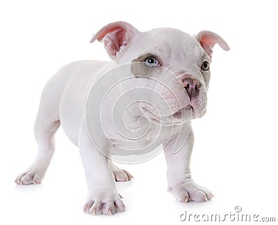 Puppy american bully Stock Photo