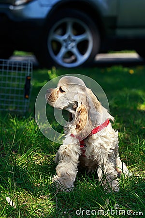 Puppy American Cocker Spaniel Stock Photo