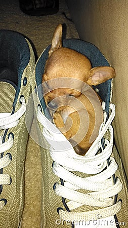 Puppy asleep in shoe Stock Photo