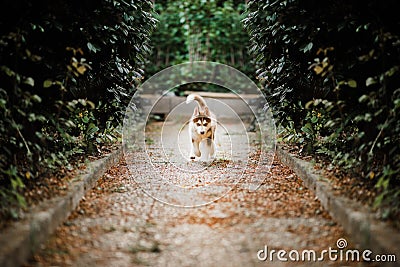 Puppy attending call order, running towards camera Stock Photo