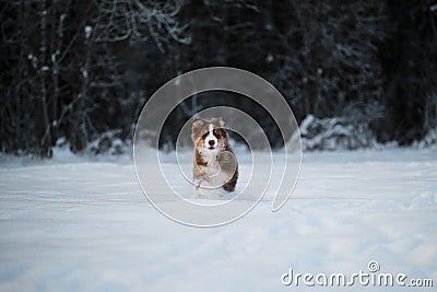 Aussie dog on walk in winter park. Ears in different directions from speed and wind. Puppy of Australian shepherd dog red tricolor Stock Photo