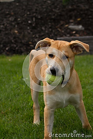 Puppy With Ball Stock Photo