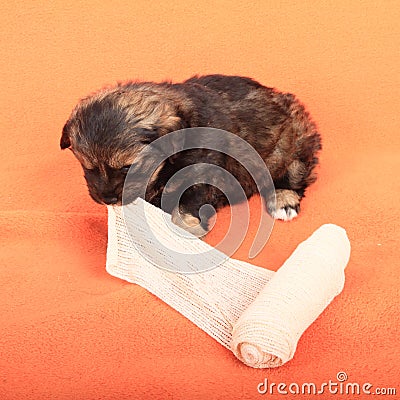 Puppy with bandage Stock Photo