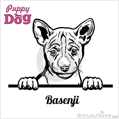 Puppy Basenji - Peeking Dogs - breed face head isolated on white Vector Illustration