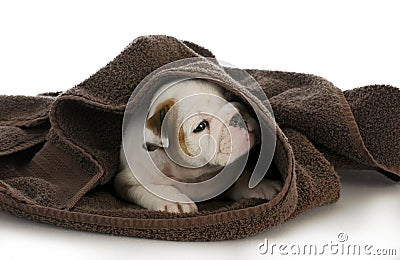 Puppy bath time Stock Photo