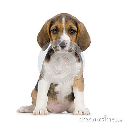 Puppy Beagle Stock Photo