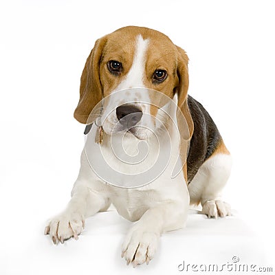 Puppy beagle Stock Photo