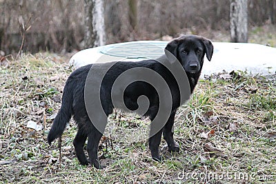 Puppy Stock Photo