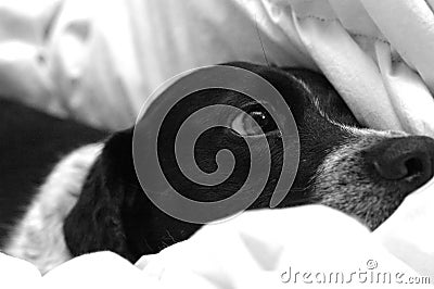 Puppy in bed Stock Photo