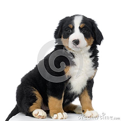 Puppy Bernese mountain dog Stock Photo