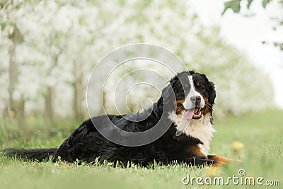 Puppy Bernese mountain dog lay on grass . white trees and white flowers on background Stock Photo