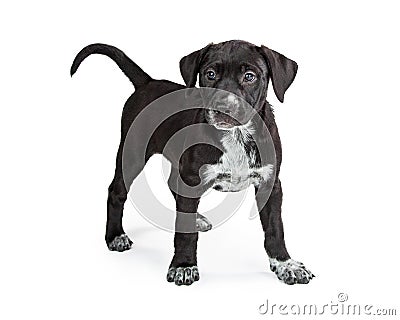 Puppy Black and White With Spots Stock Photo