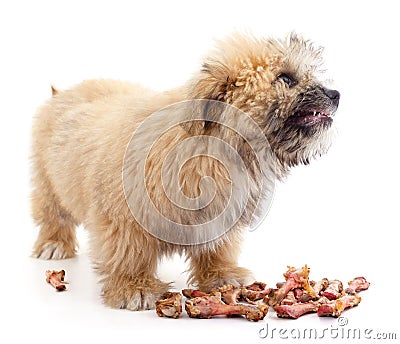 Puppy with bones Stock Photo