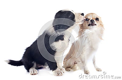 Puppy border collie and angry chihuahua Stock Photo