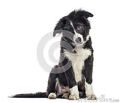 puppy border collie dog, 3 months old, sitting, isolated on whit Stock Photo