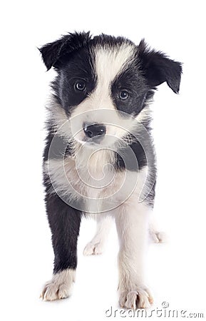 Puppy border collie Stock Photo