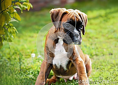 puppy Boxer dog in garden , generated by AI Stock Photo