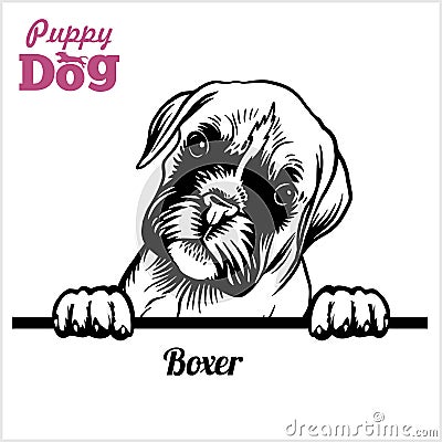 Puppy Boxer - Peeking Dogs - breed face head isolated on white Vector Illustration