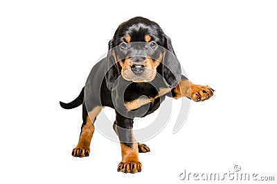 Puppy breed Slovakian Hound standing with a raised paw Stock Photo