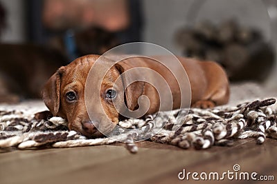 Puppy brown dachshund on a light carpet Stock Photo