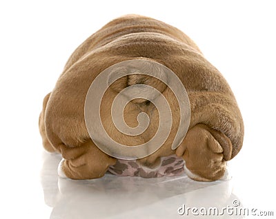 Puppy buttocks Stock Photo